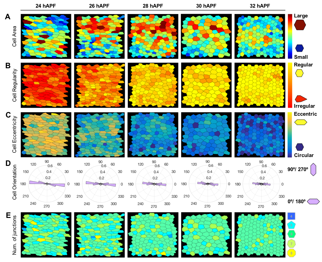 QuantifyPolarity Cell Shape Example